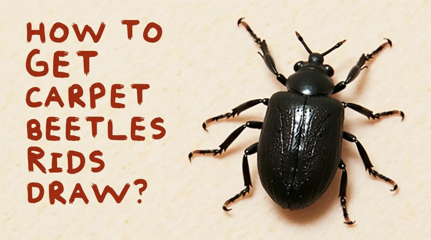 How to Get Rid of Carpet Beetles
